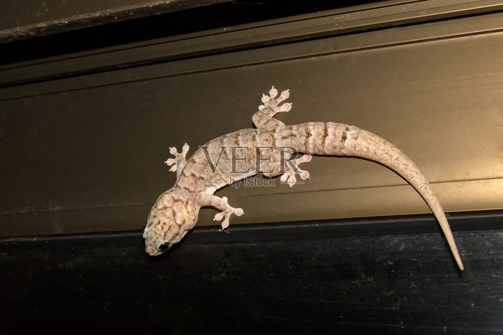 金属结构的壁虎照片摄影图片