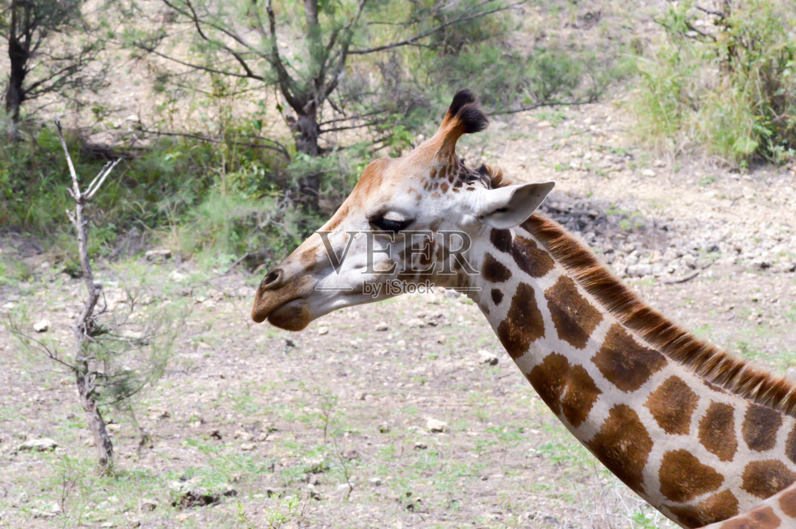 公园里的长颈鹿头照片摄影图片