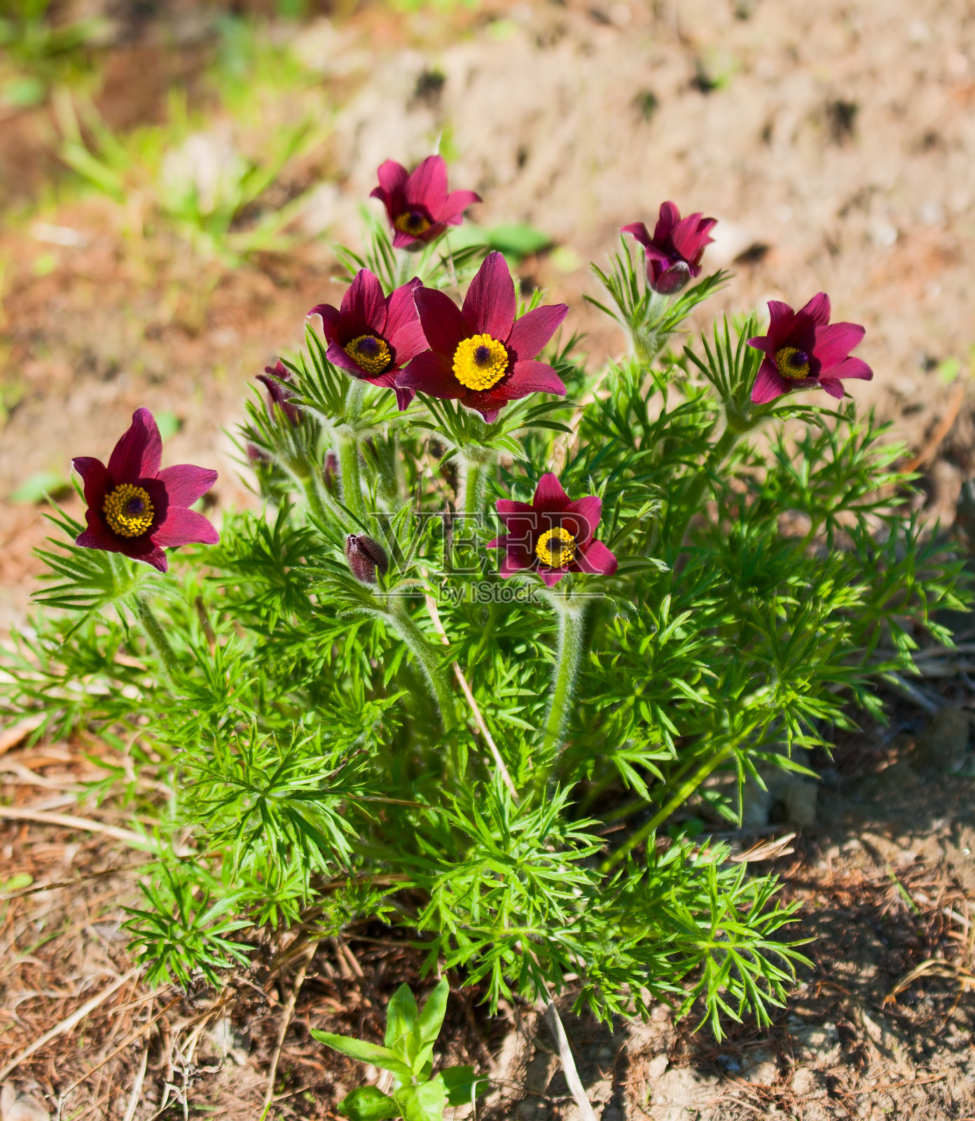 白头翁照片摄影图片