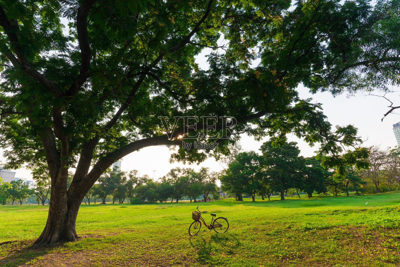 红色的自行车在绿色的草地上照片摄影图片