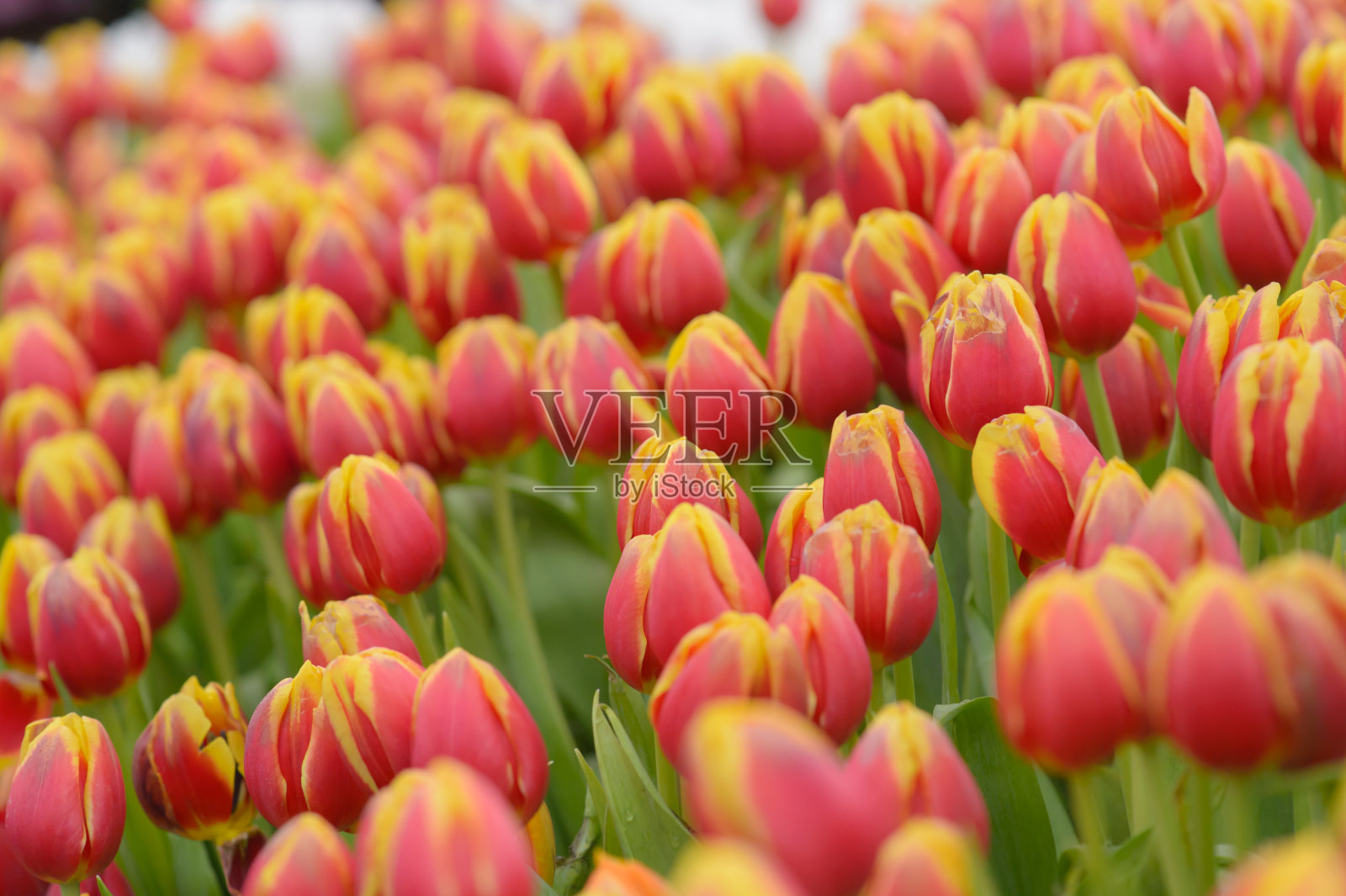 郁金香。一束漂亮的郁金香照片摄影图片