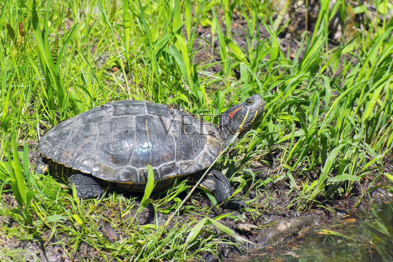 红耳滑块照片摄影图片