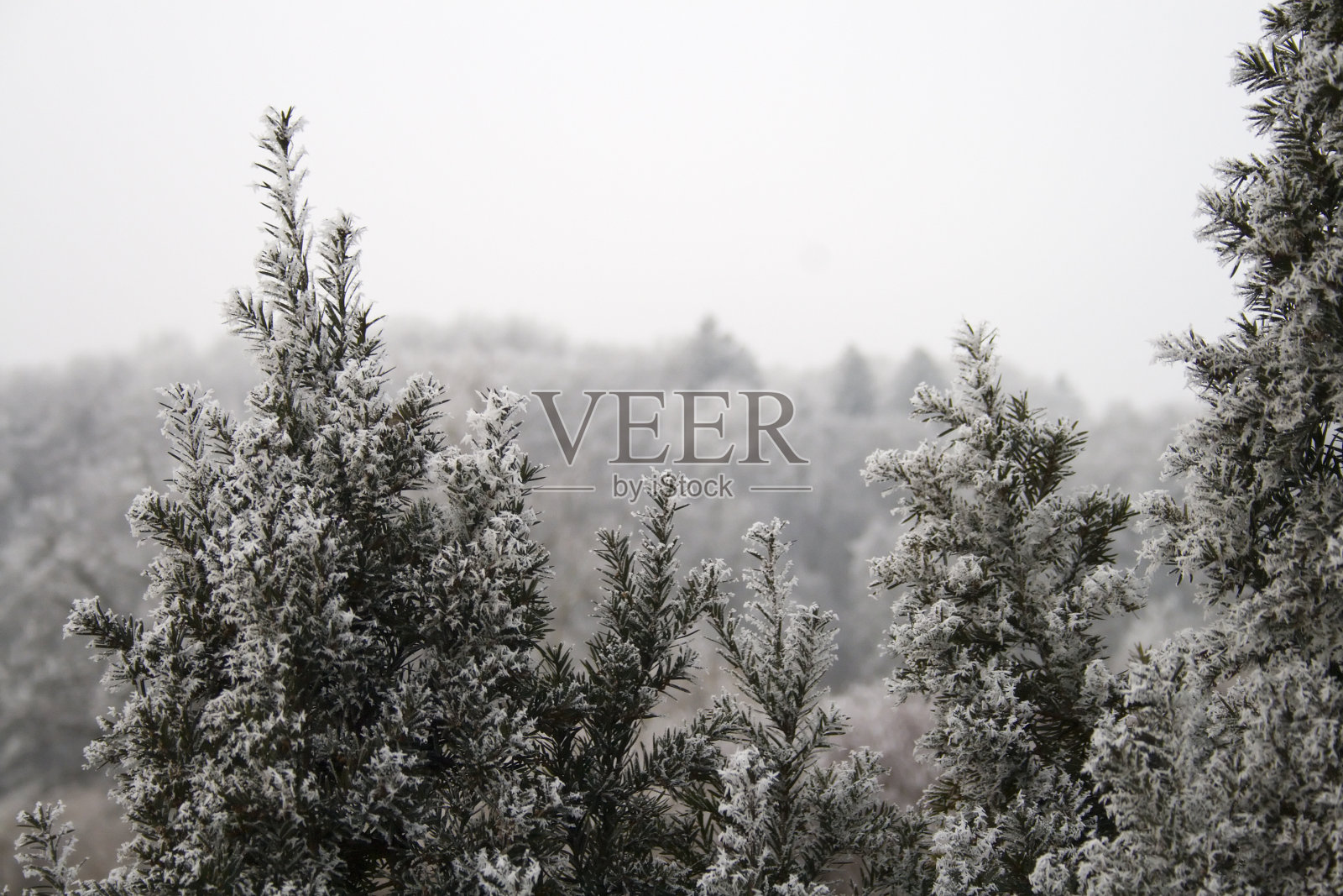 冬天冻照片摄影图片