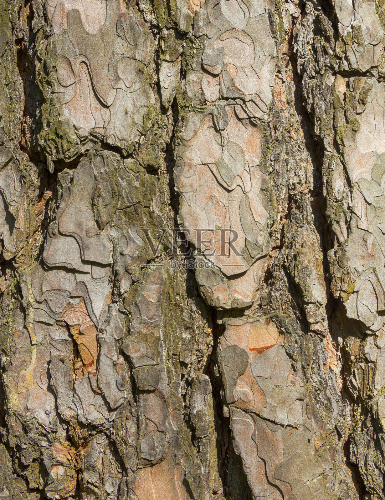 纹理松树树皮特写照片摄影图片