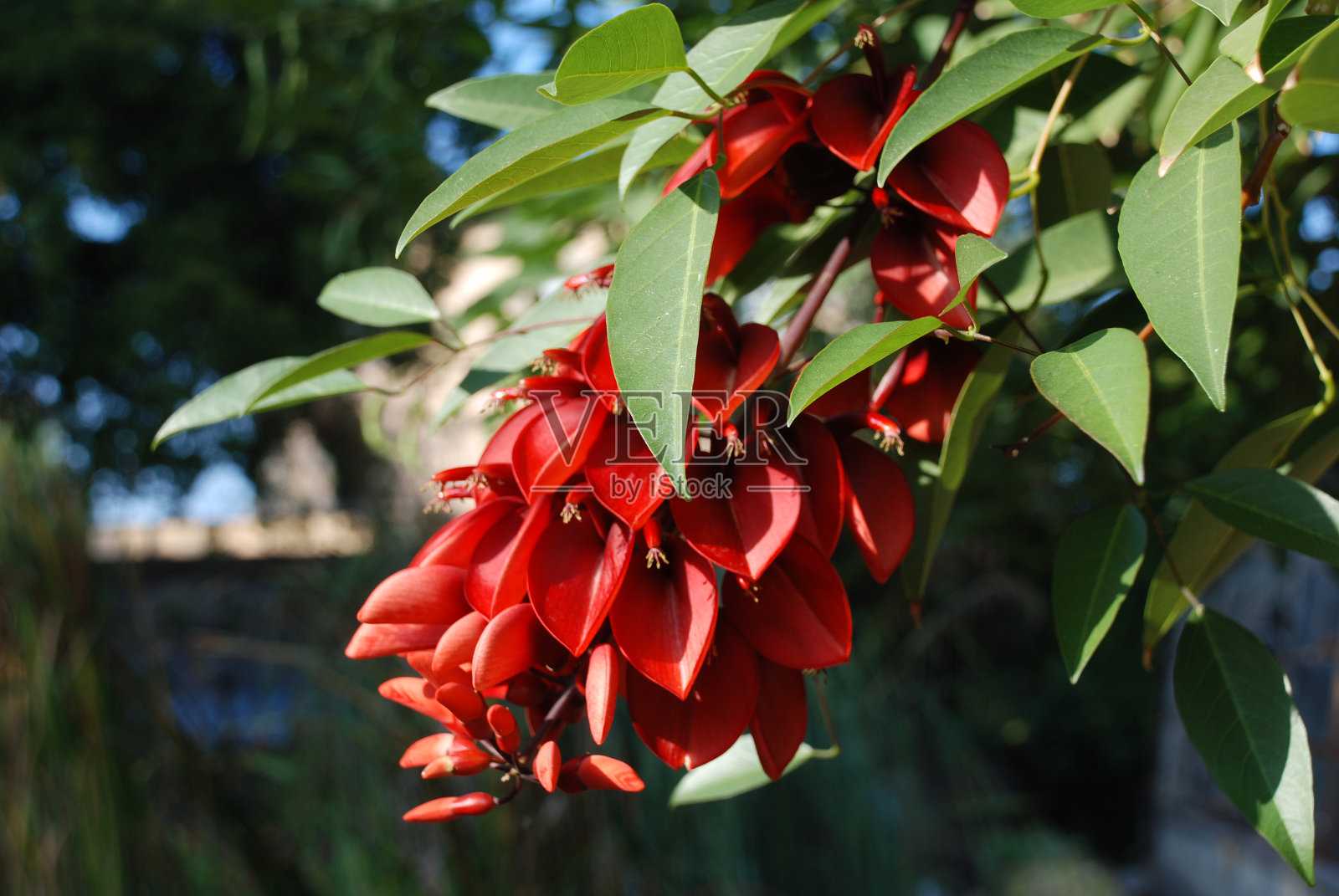 树下红花照片摄影图片