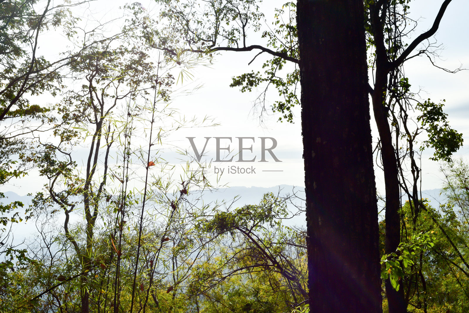 森林山之旅照片摄影图片