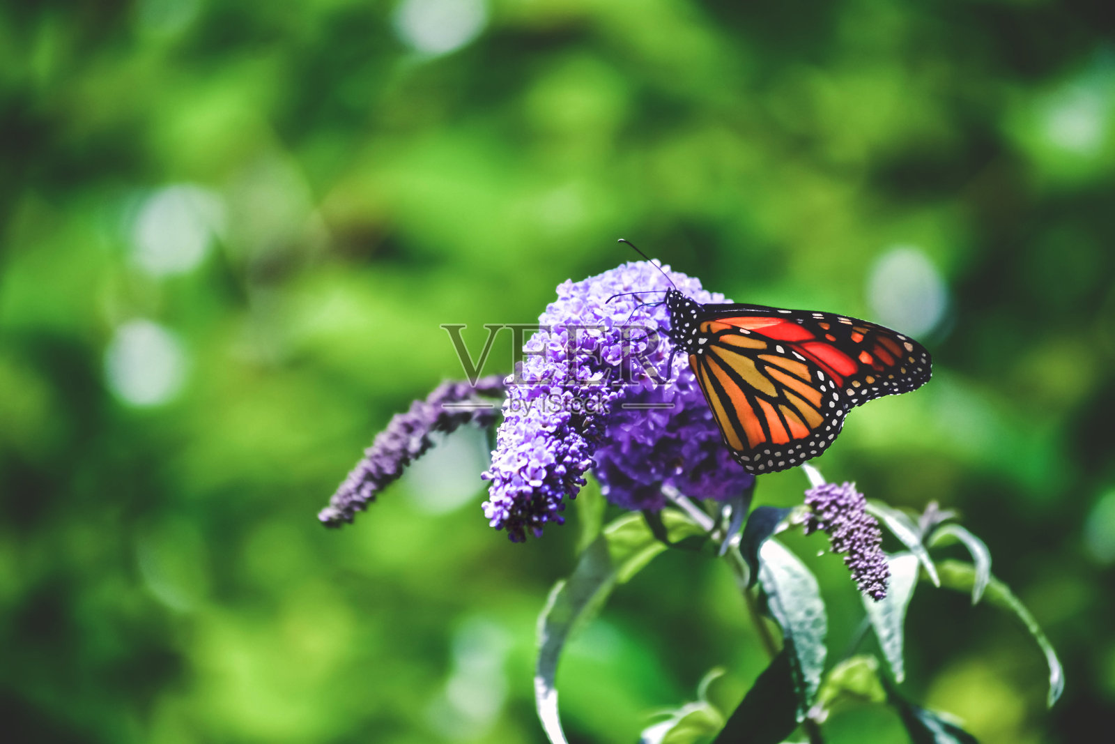 花上的帝王蝶照片摄影图片