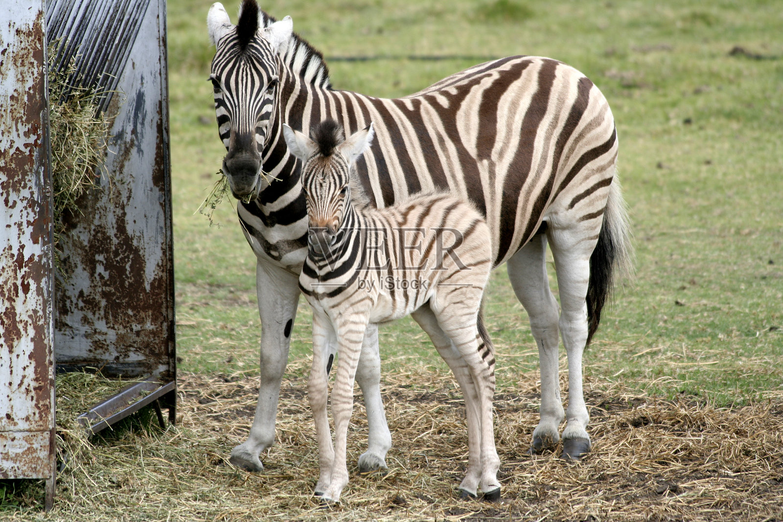 妈妈和孩子照片摄影图片