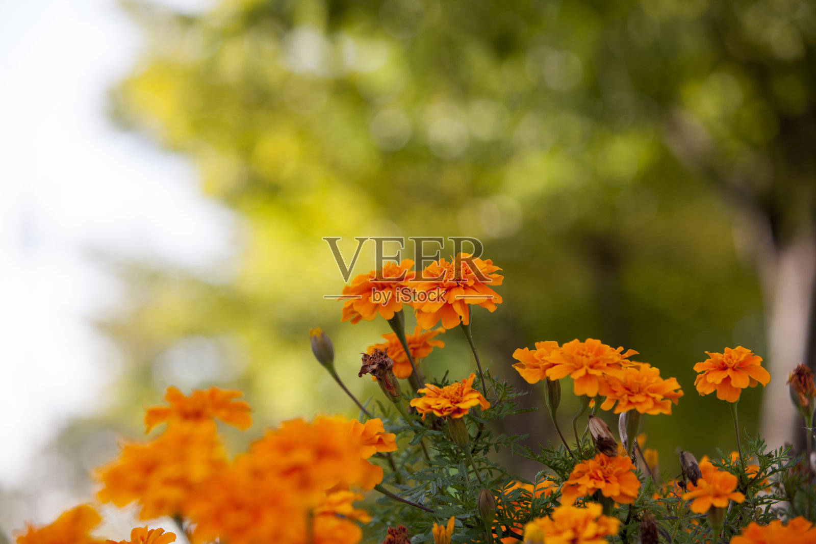 孔雀草照片摄影图片