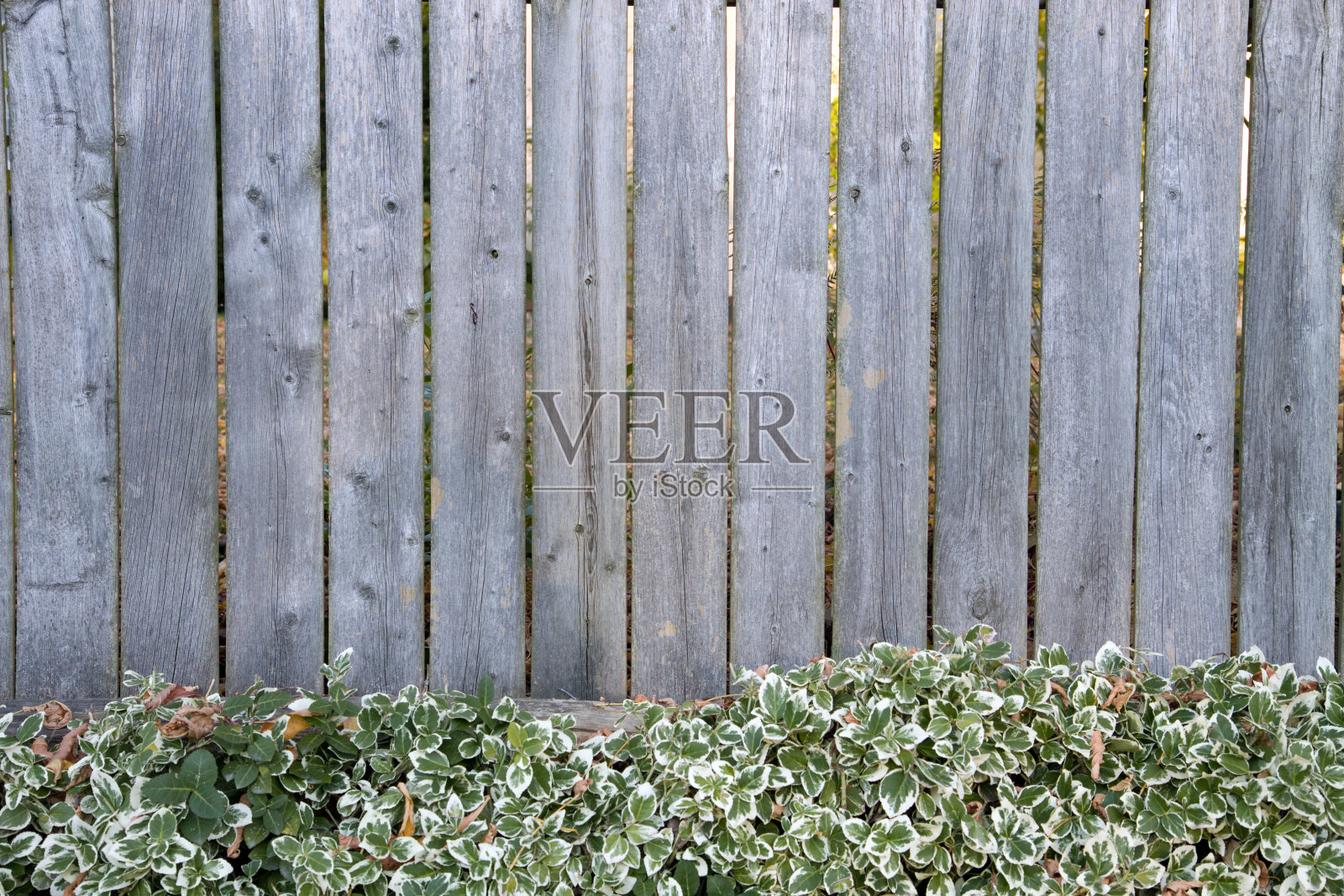 栅栏与富贵草照片摄影图片