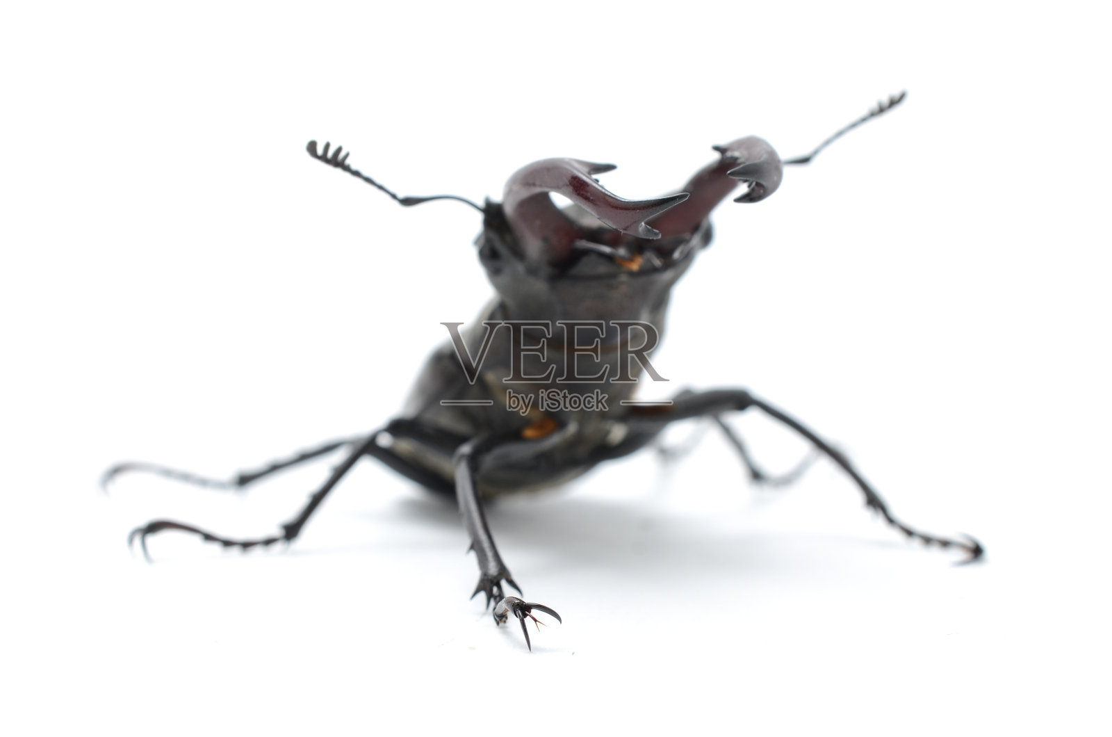 雄鹿甲虫孤立在白色，侧视图照片摄影图片