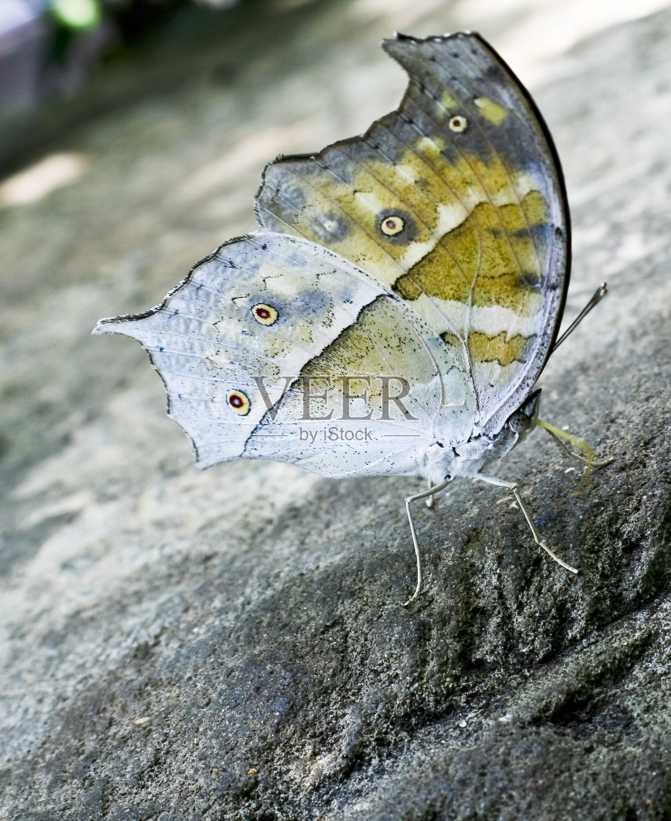 蝴蝶照片摄影图片