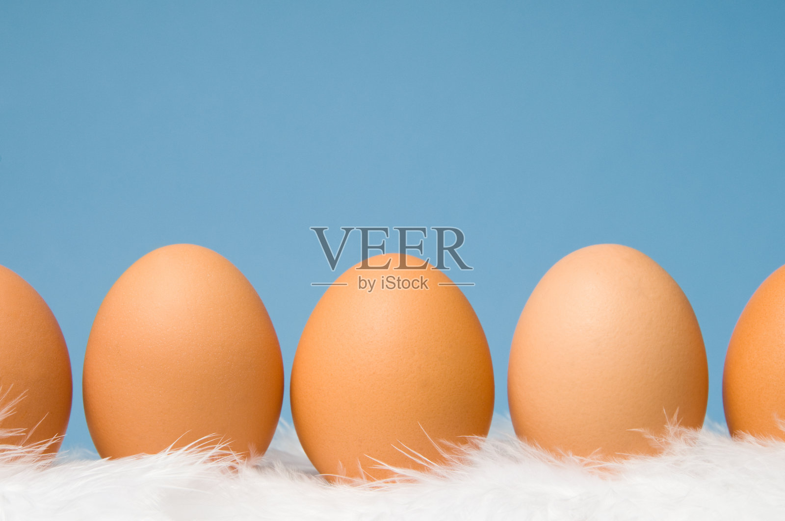 一排棕色的鸡蛋，背景是蓝色的照片摄影图片