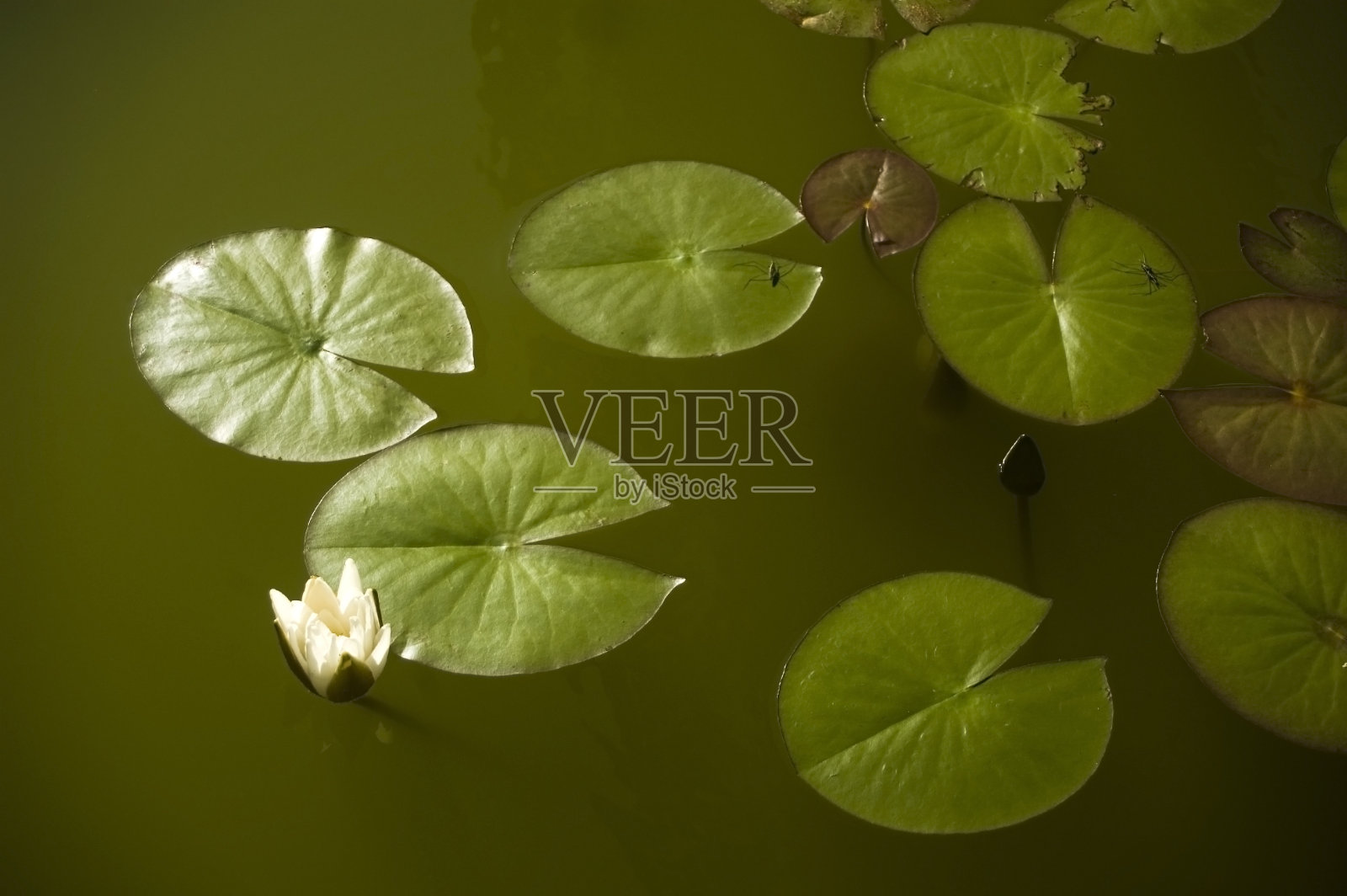 池塘照片摄影图片