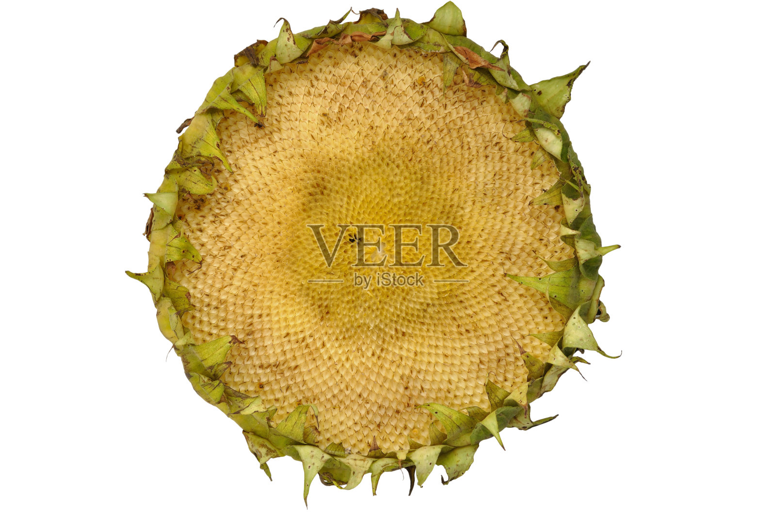 向日葵照片摄影图片