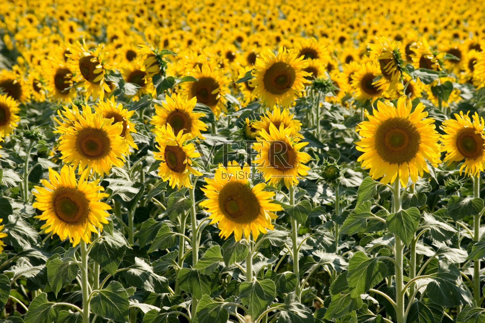 向日葵田照片摄影图片