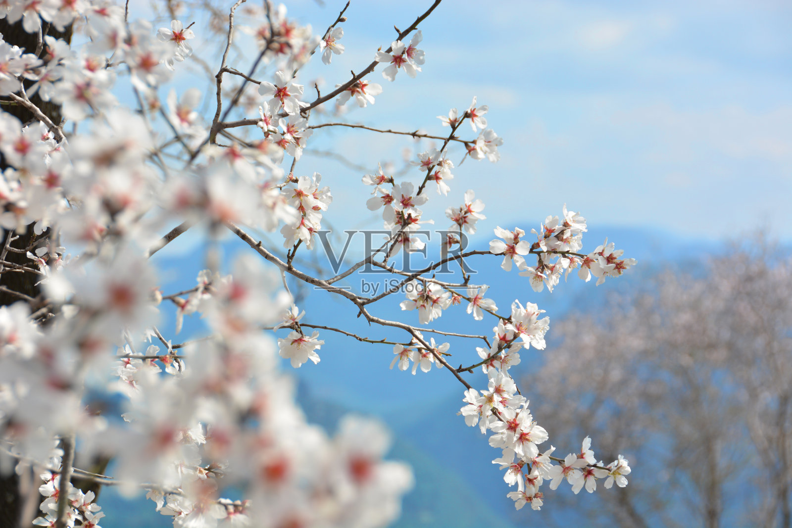 跳布洛森树照片摄影图片