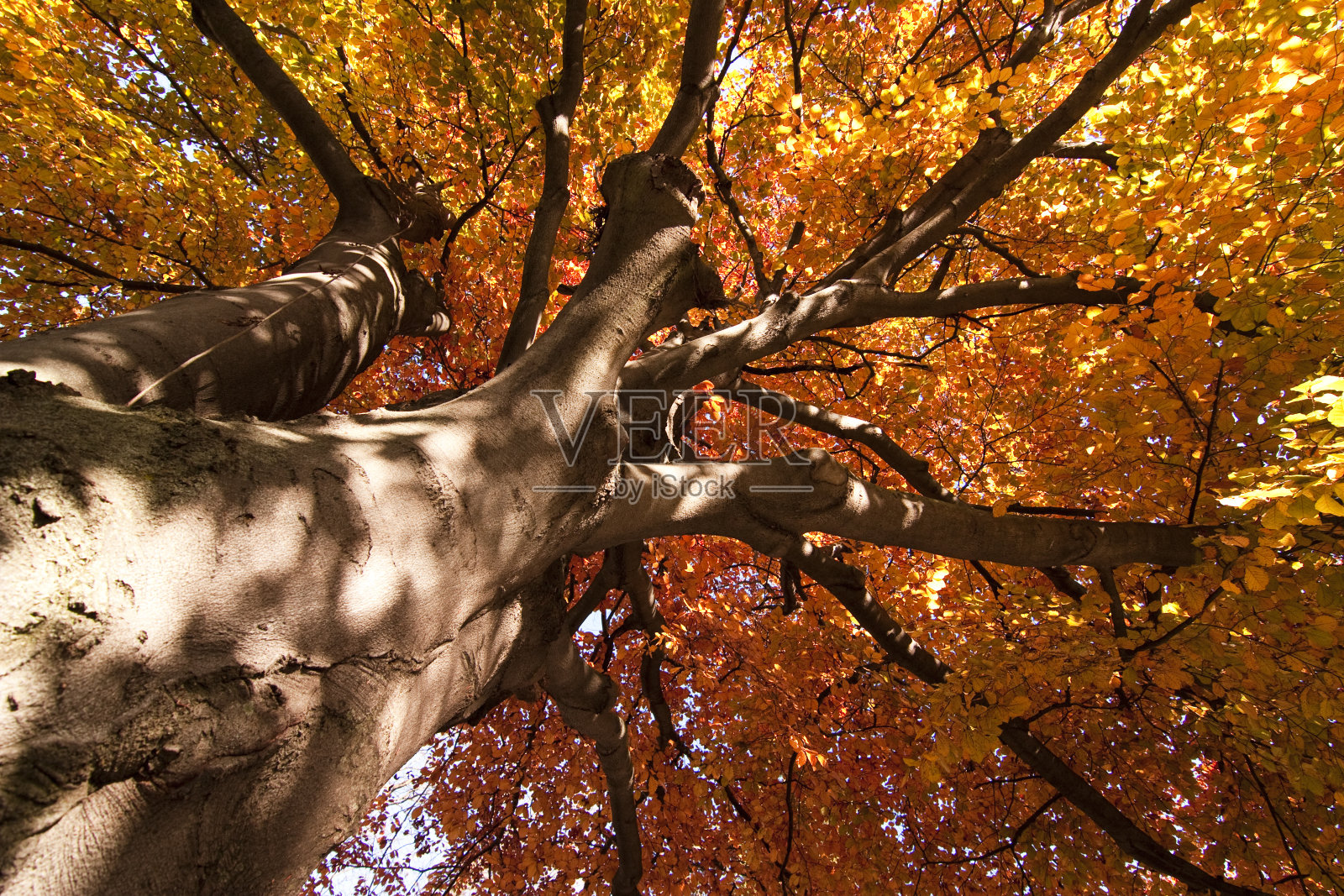 秋天的树照片摄影图片