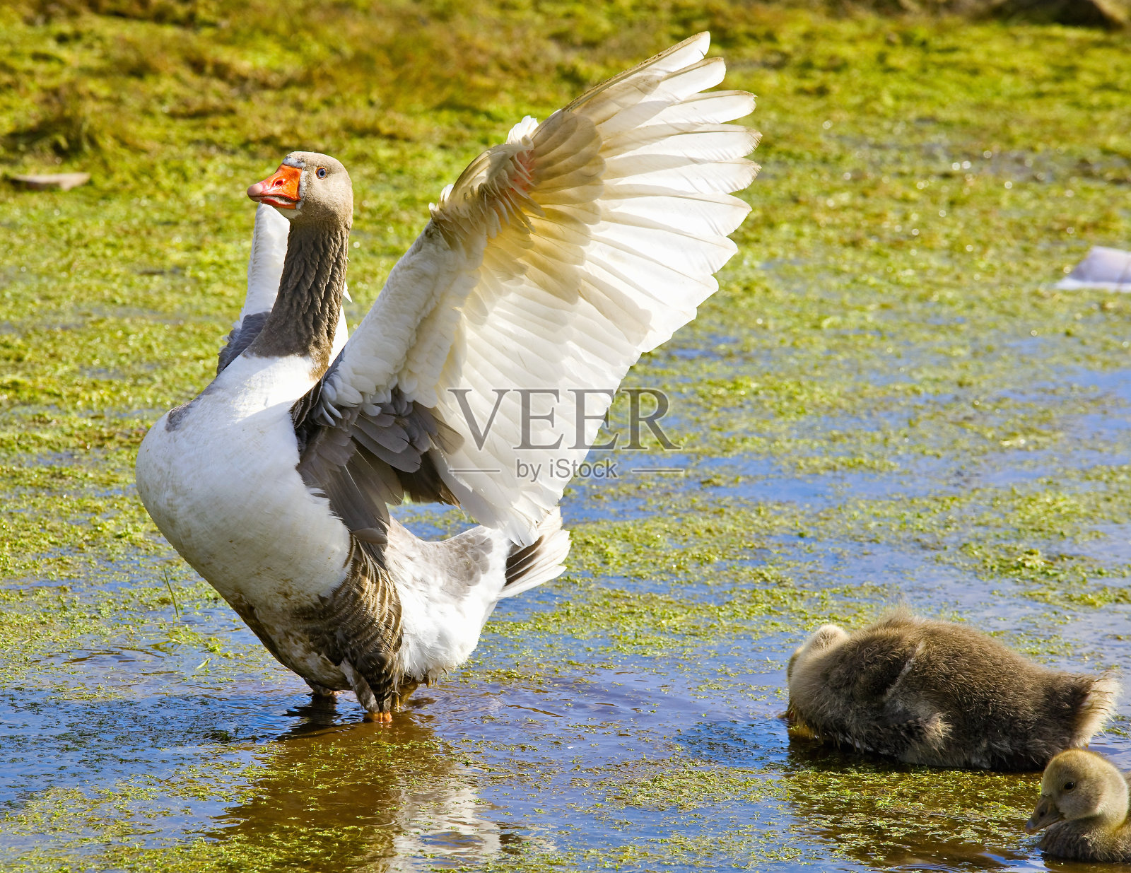 鹅站在水里照片摄影图片