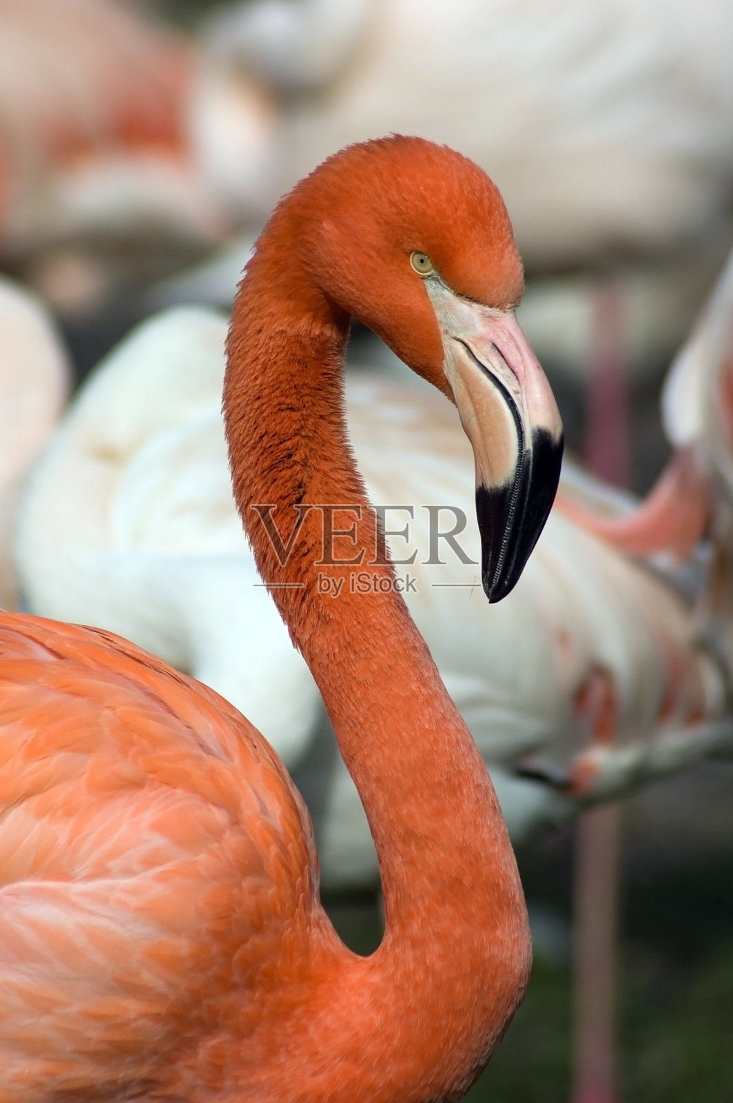 古巴火烈鸟照片摄影图片