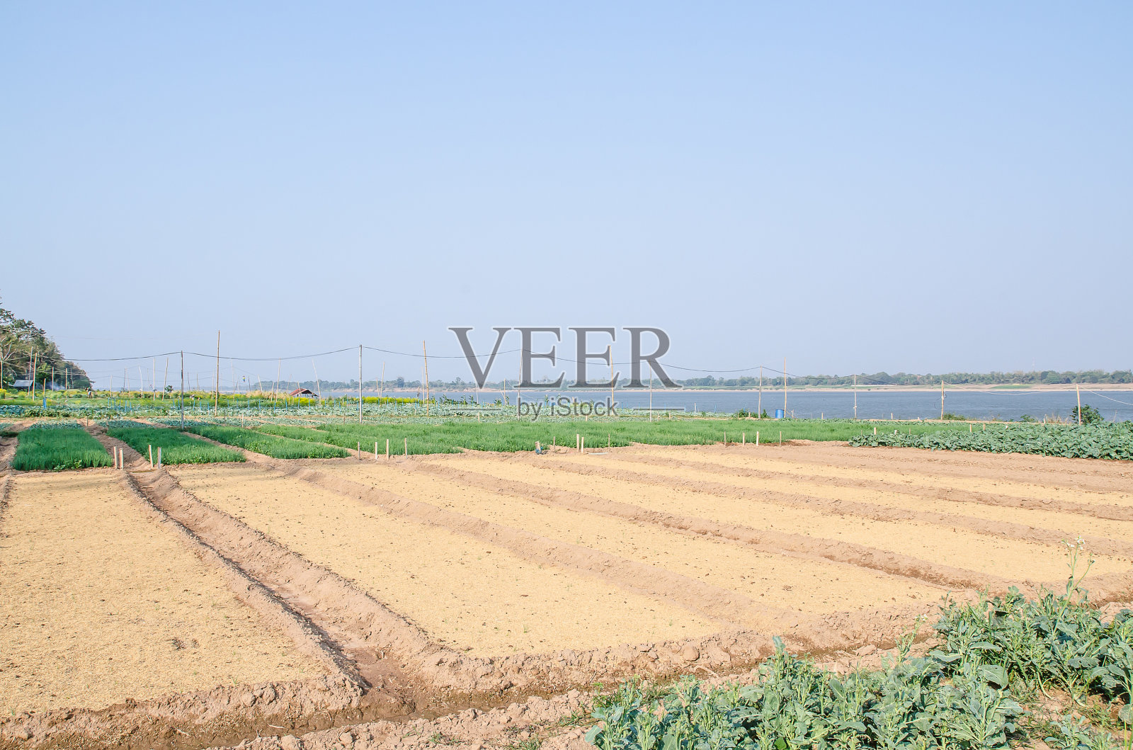 菜园照片摄影图片