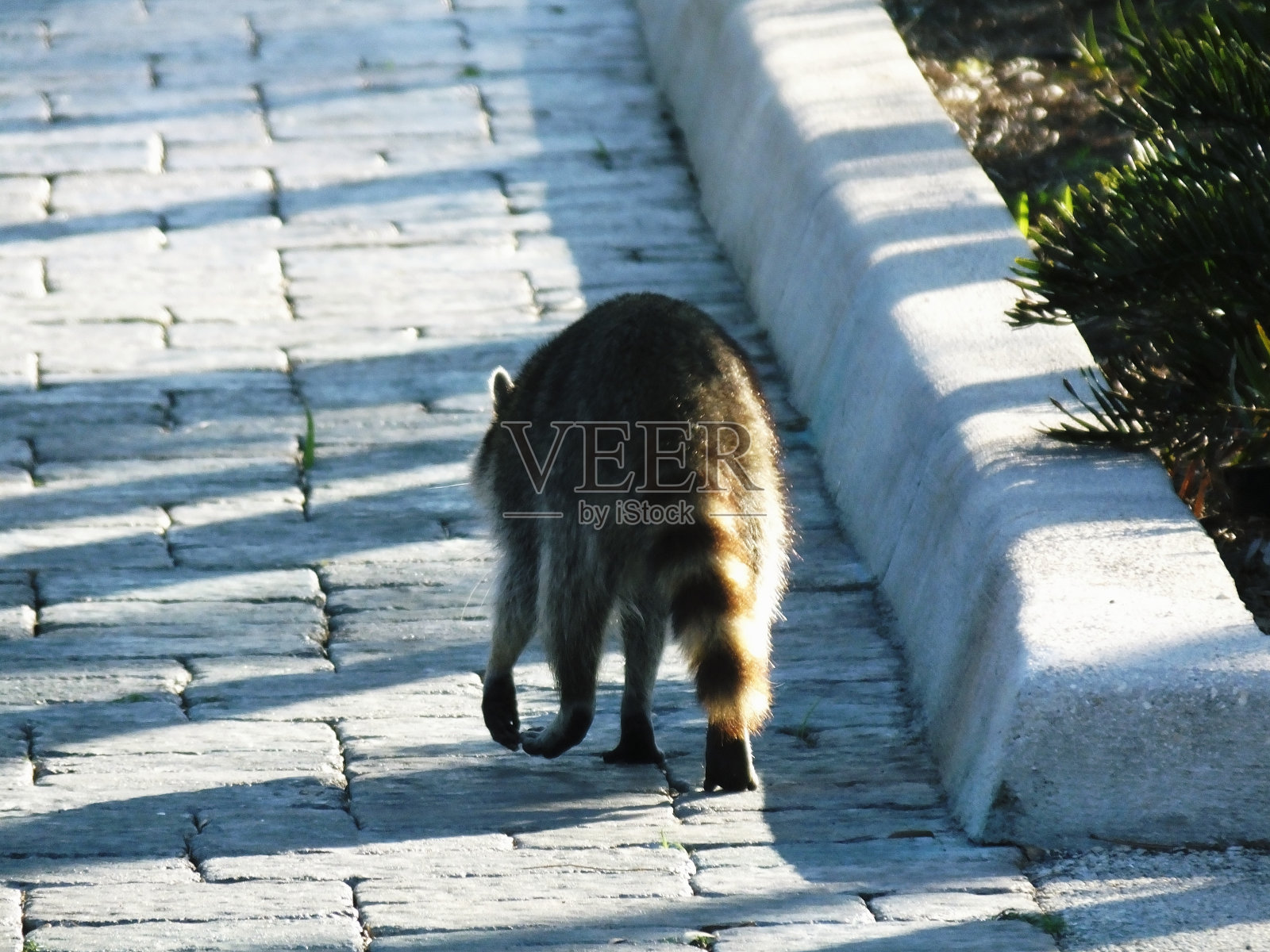 浣熊照片摄影图片