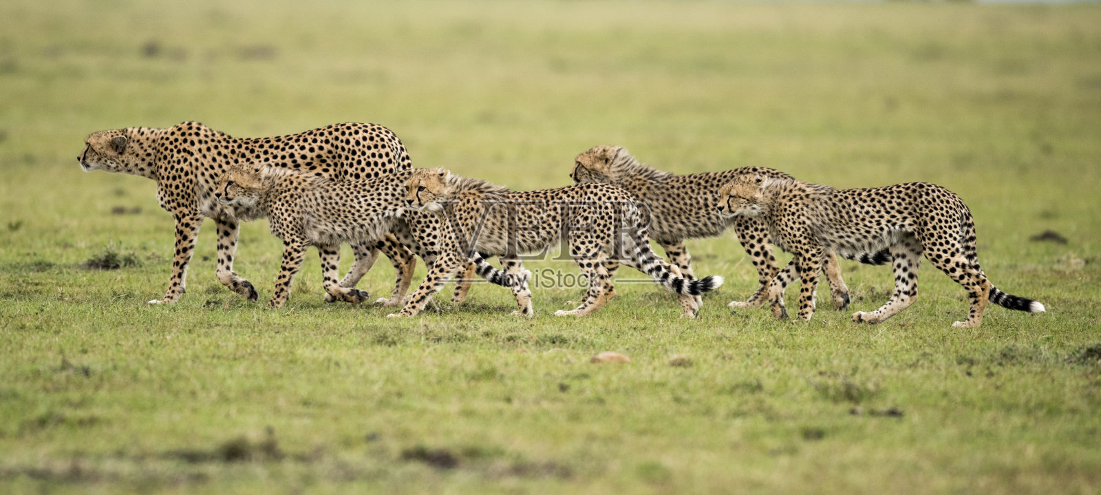 猎豹照片摄影图片