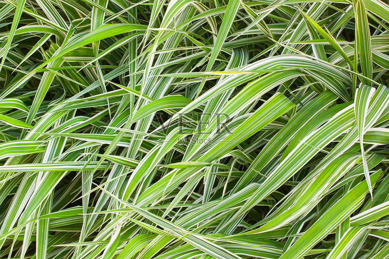 绿草可以用作背景照片摄影图片