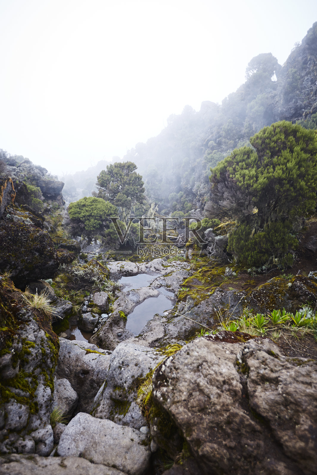 乞力马扎罗山，就在树木的边界上。照片摄影图片