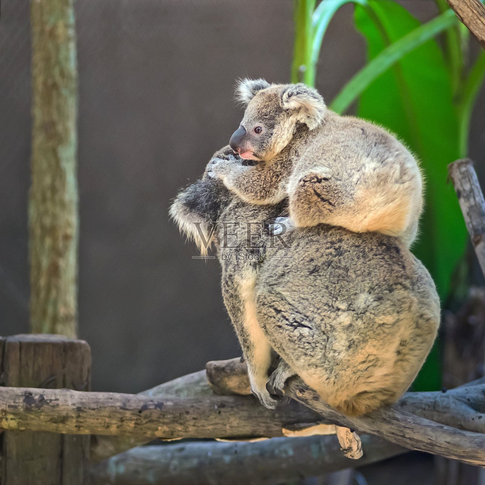 考拉熊照片摄影图片