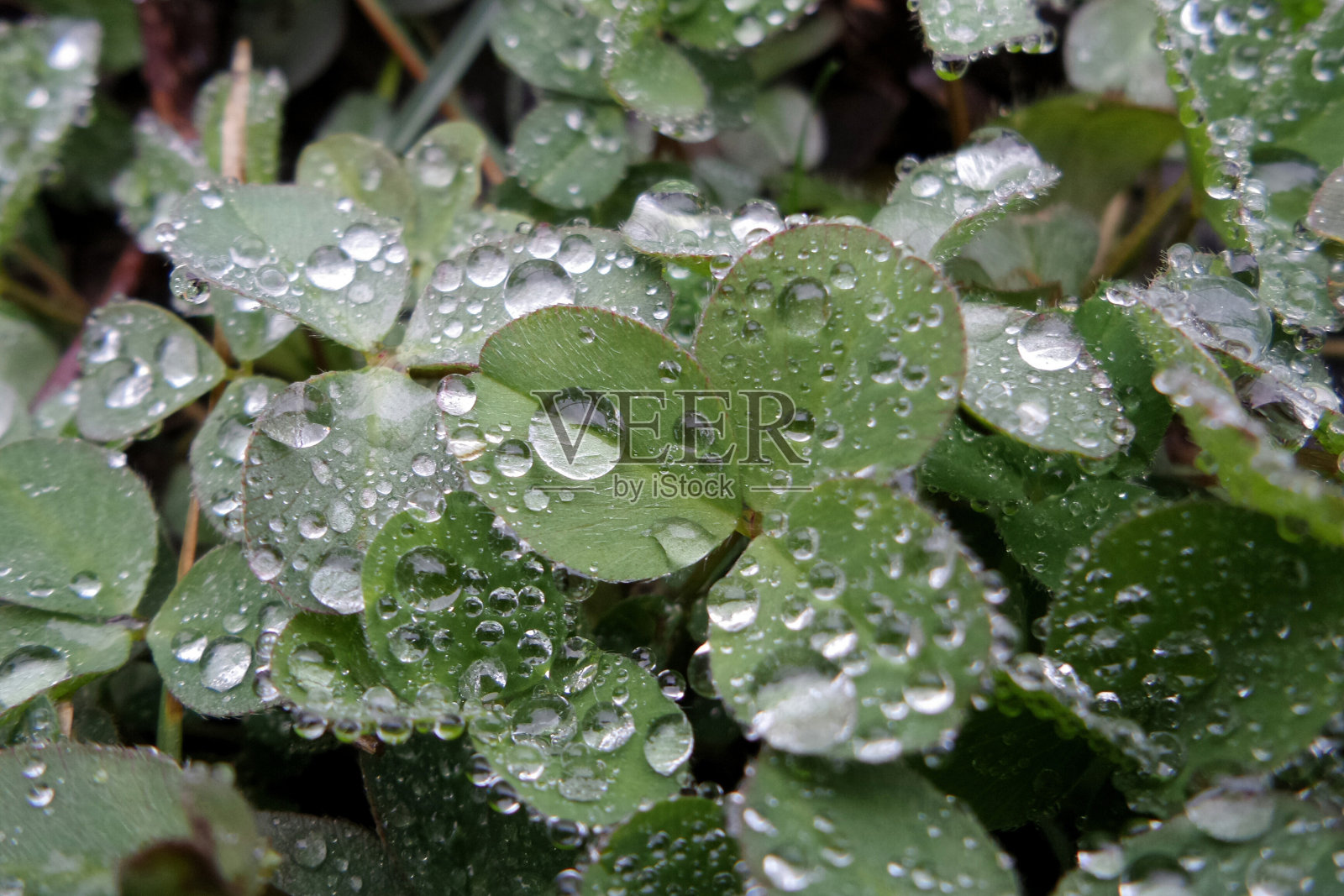 绿叶三叶草带着露珠照片摄影图片