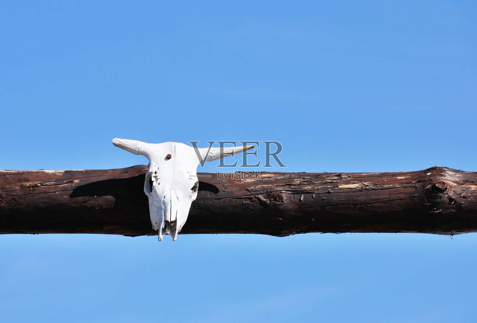 牛头骨照片摄影图片