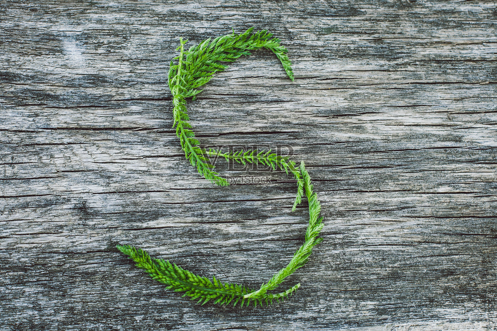 字母S取自木片表面的树叶，英文字母照片摄影图片