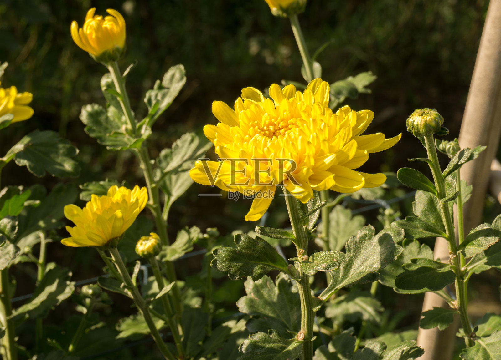 菊花照片摄影图片