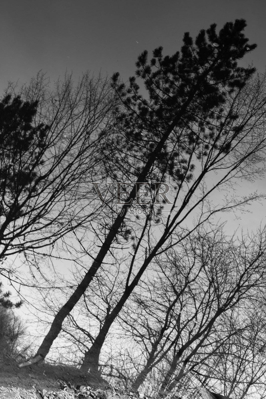 反映了树照片摄影图片