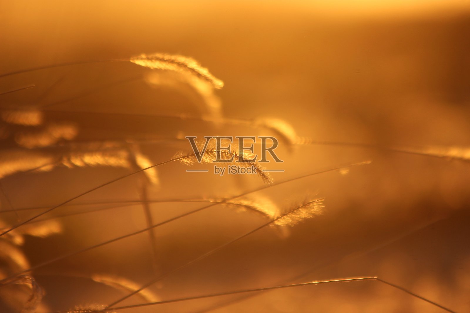 草照片摄影图片