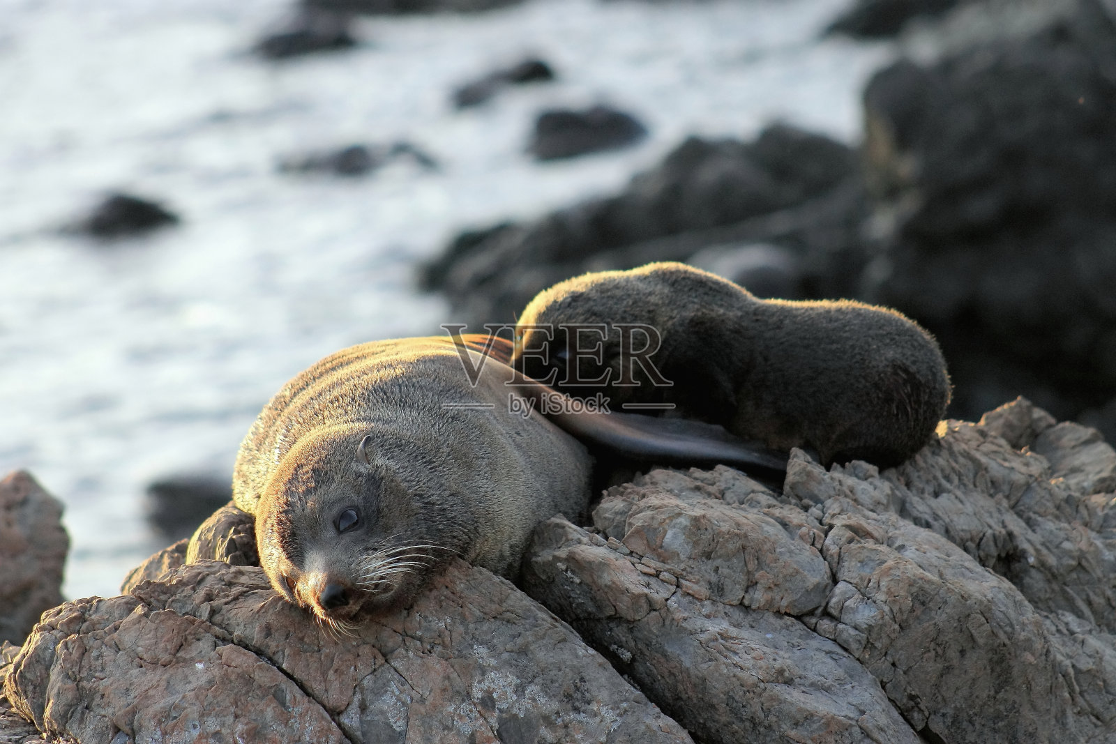 海狗、妈妈和小狗照片摄影图片