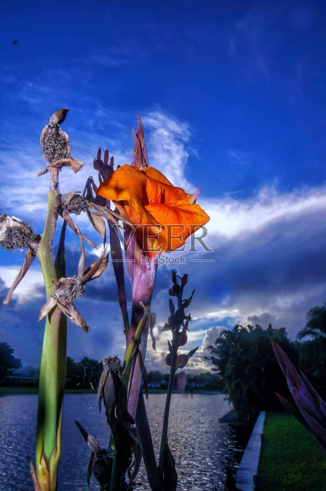 夕阳下的剑兰和棕榈树照片摄影图片