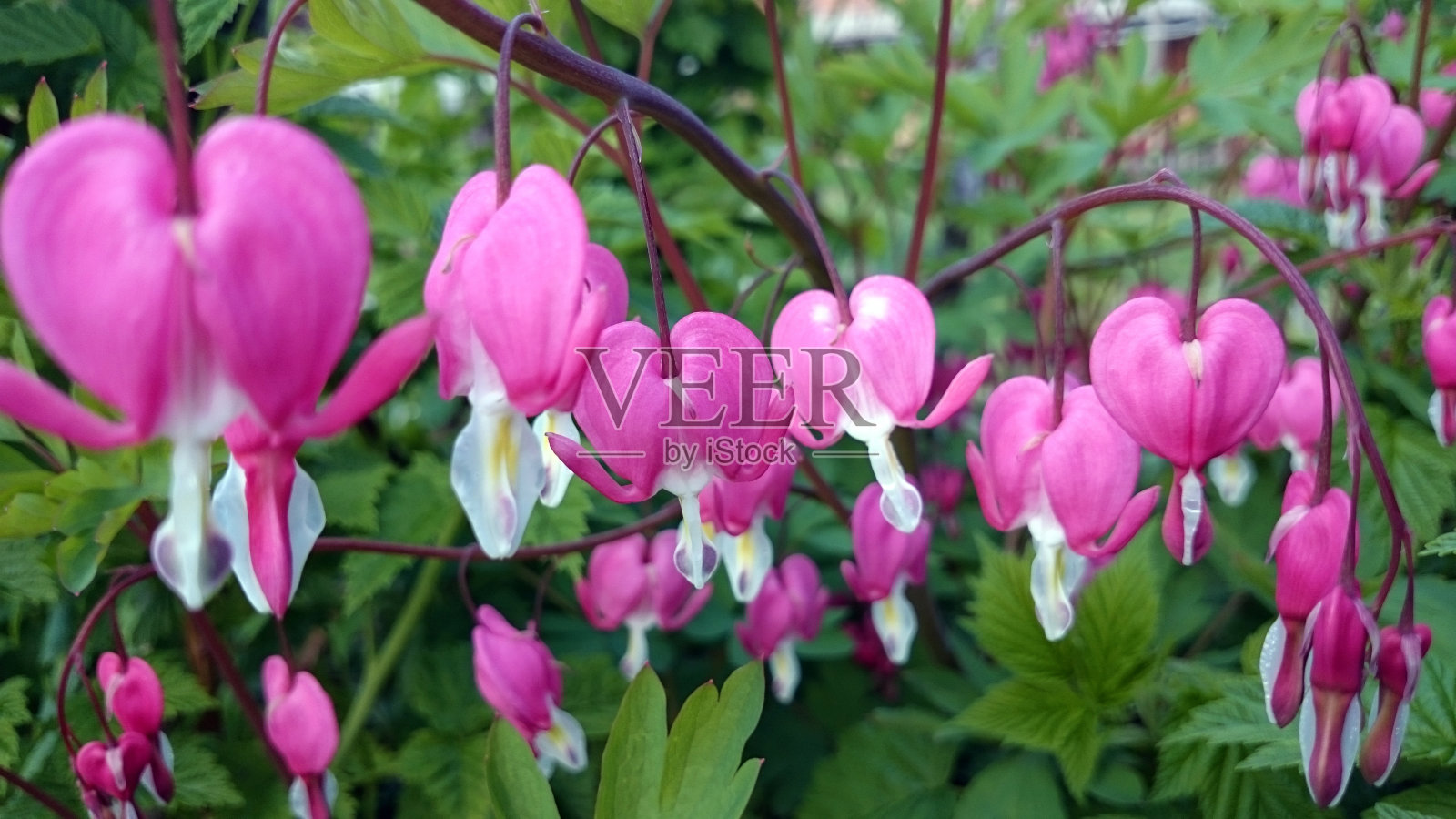 Lamprocapnos spectabilis或流血的心花照片摄影图片