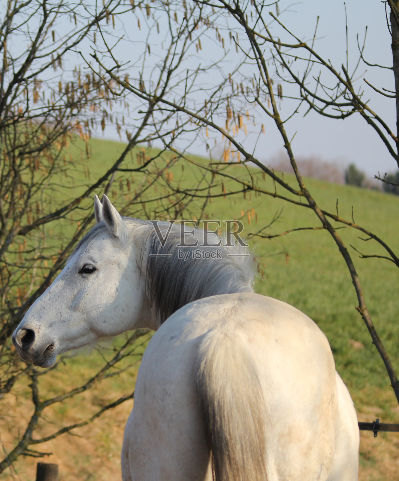马肖像照片摄影图片