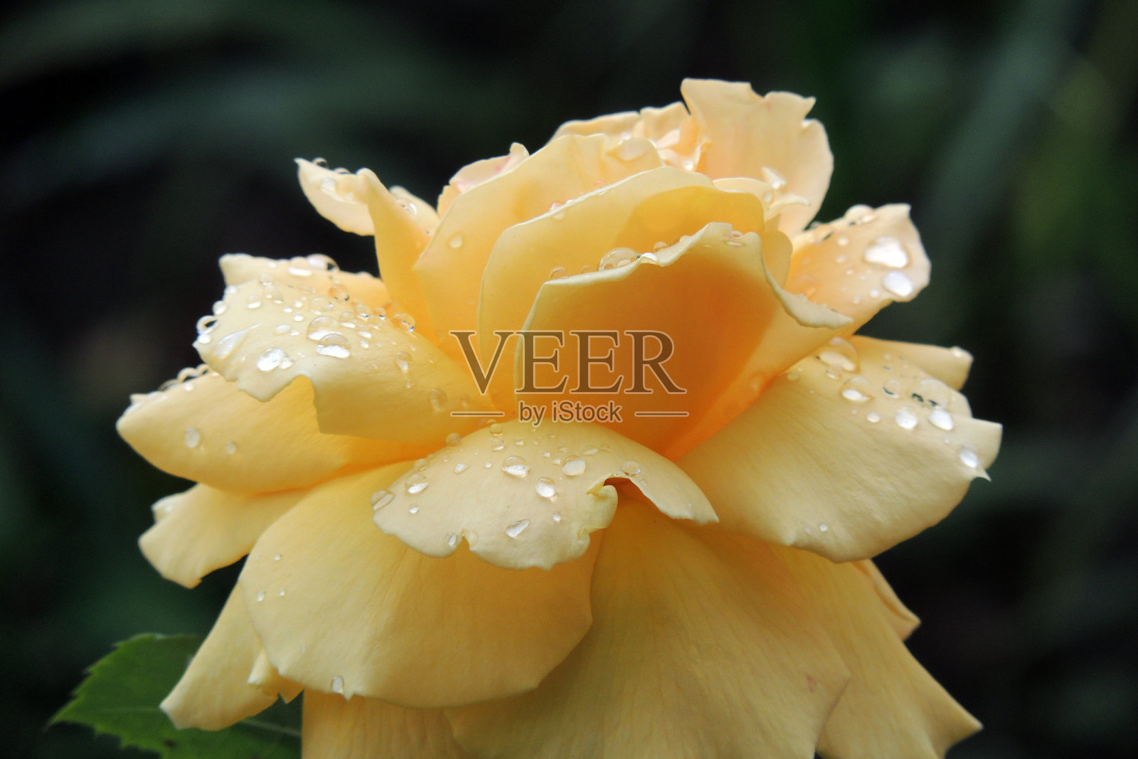 花园里有黄色的玫瑰照片摄影图片