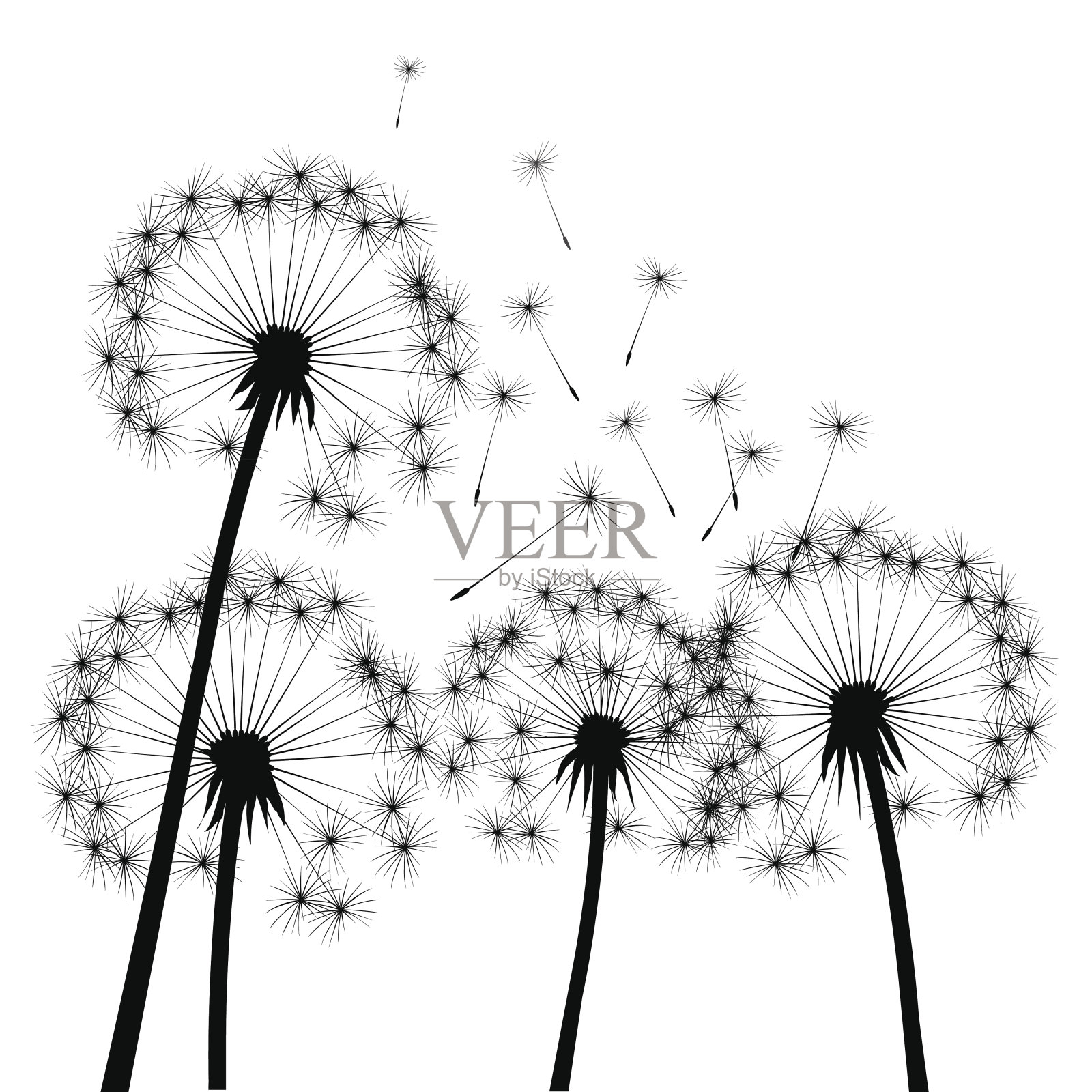 黑色向量蒲公英插画图片素材