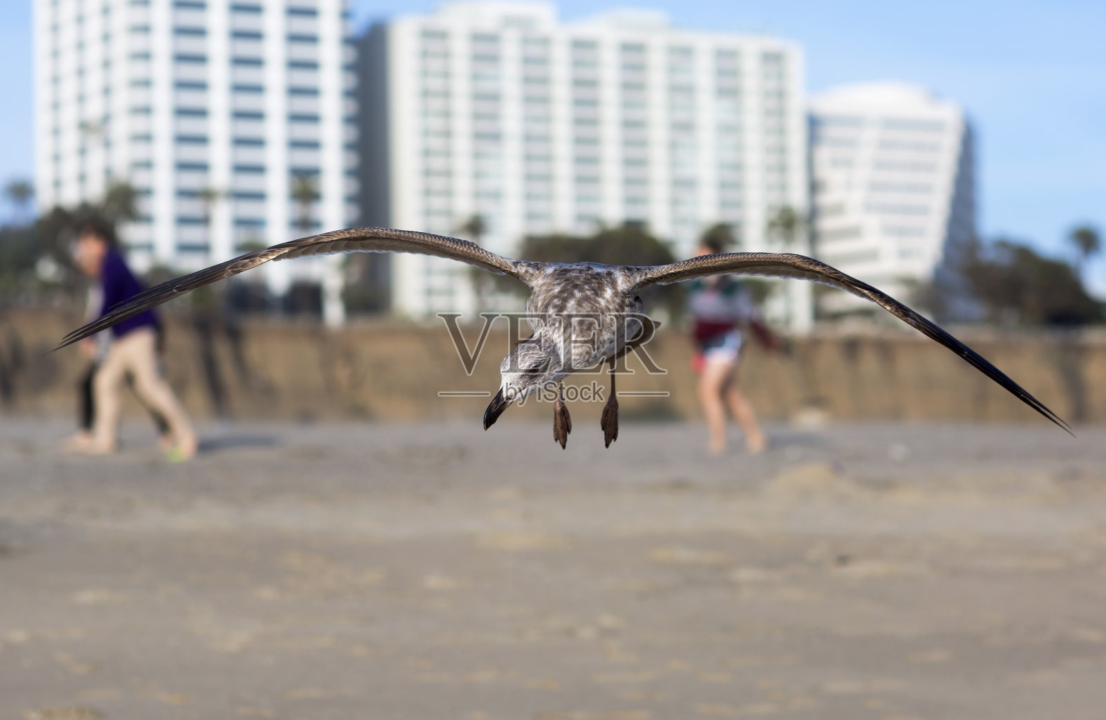 飞行中的鸟类。照片摄影图片