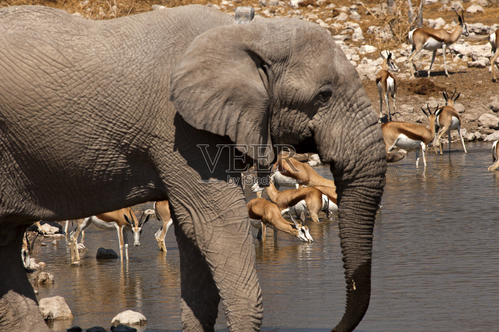 大象和跳羚在Okaukuejo水坑，Etosha国家公园，纳米比亚照片摄影图片
