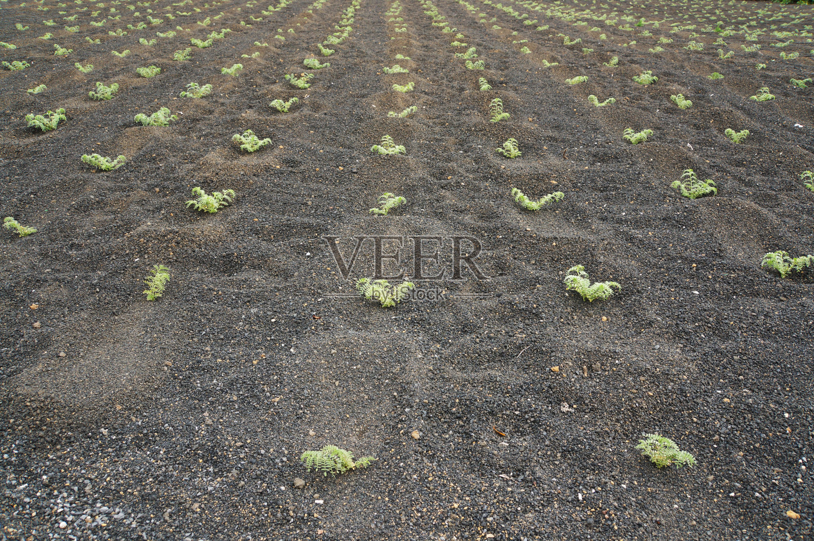 芦荟的农场照片摄影图片