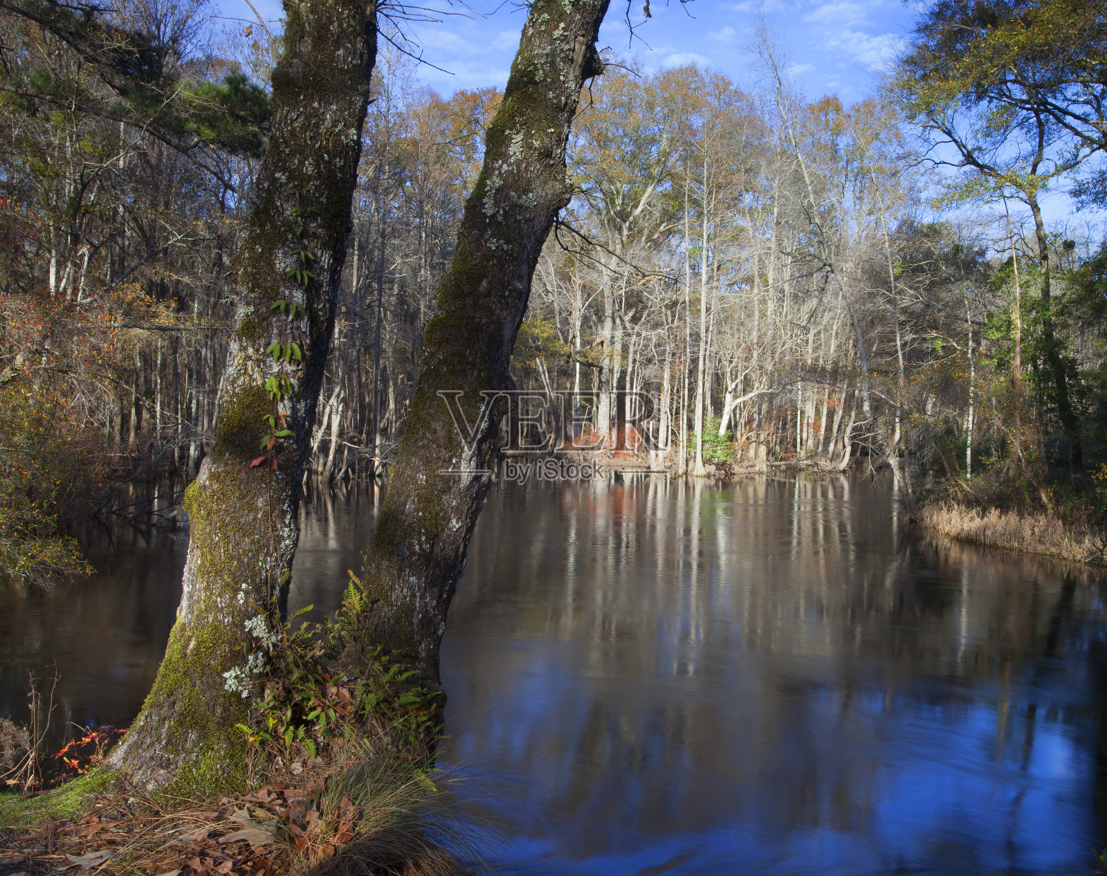 老树照片摄影图片