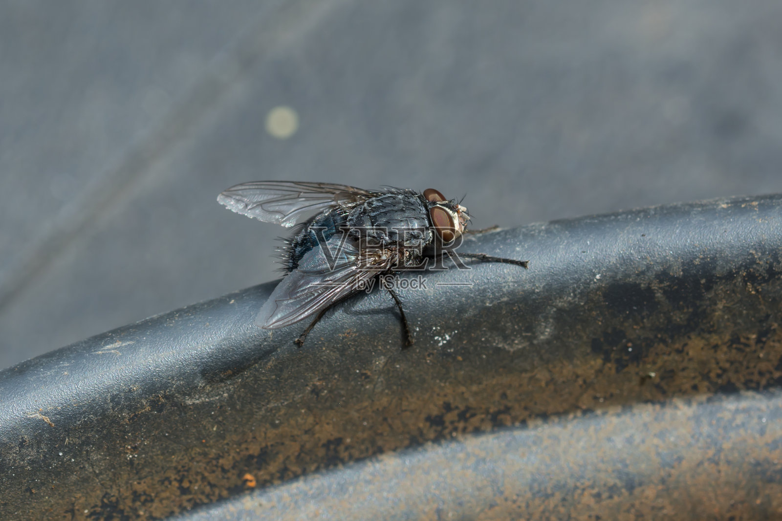 飞照片摄影图片