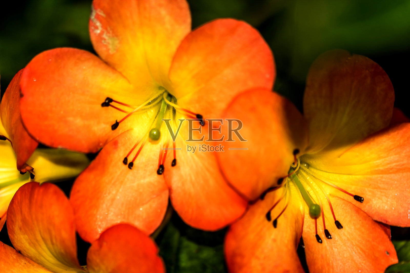 热带花卉照片摄影图片