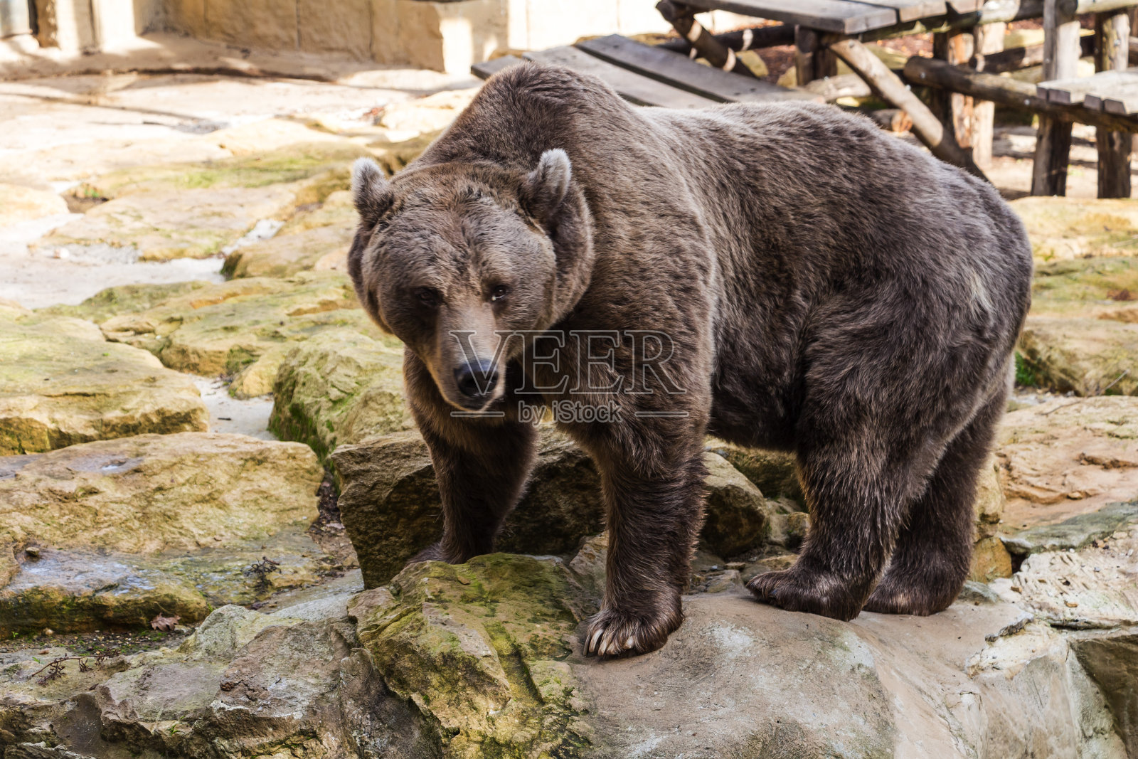 Amneville动物园,9月照片摄影图片