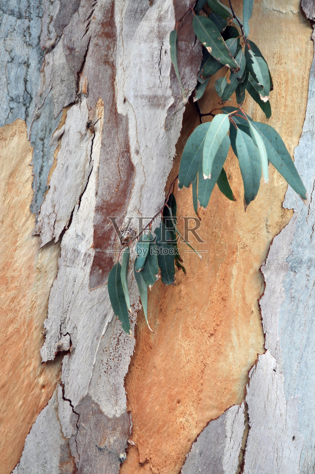 桉树关闭照片摄影图片